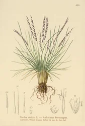 Mat Grass